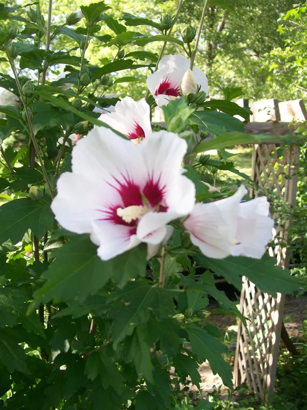 Rose of Sharon Plant Cuttings (Set of 10) - White or Purple Flowering Shrub Rose of Sharon Plant Cuttings (Set of 10) - White or Purple Flowering Shrub - Image 1