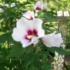 Rose of Sharon Plant Cuttings - White or Purple Hibiscus syriacus (Set of 10) - Image 1