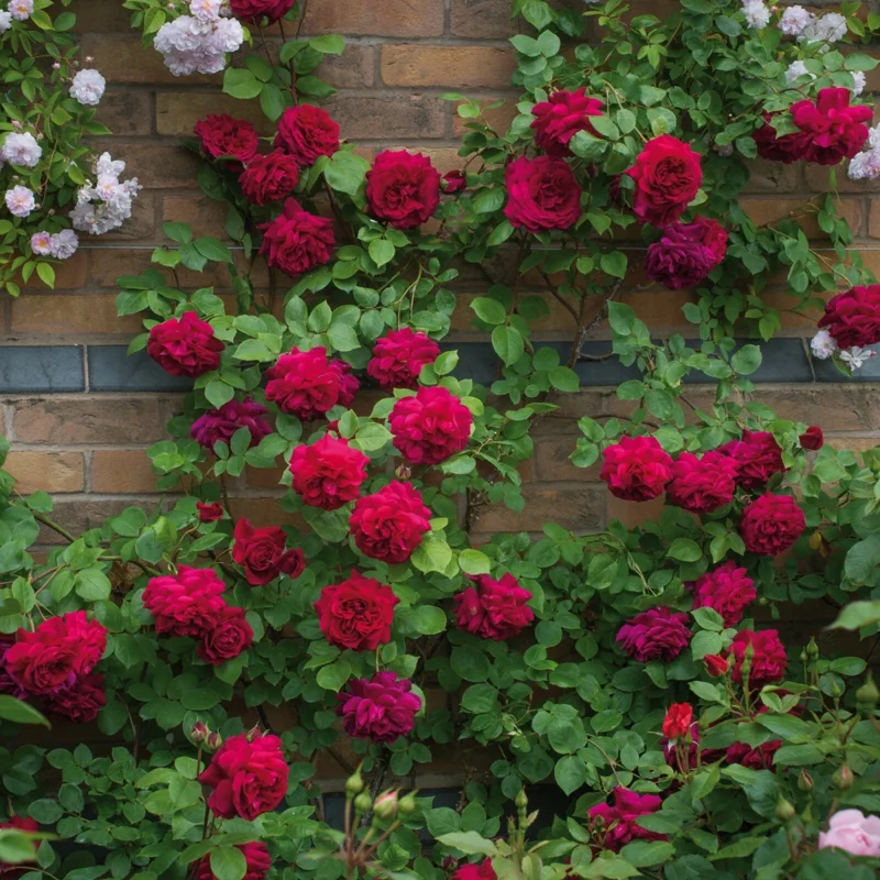 Rose Plant Seeds & Cuttings - Grow Your Own Beautiful Roses for Garden & Indoors Rose Plant Seeds & Cuttings - Grow Your Own Beautiful Roses for Garden & Indoors - Image 3