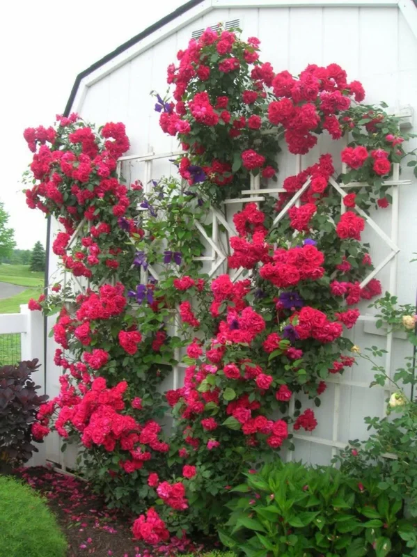 Rose Plant Seeds & Cuttings - Grow Your Own Beautiful Roses for Garden & Indoors Rose Plant Seeds & Cuttings - Grow Your Own Beautiful Roses for Garden & Indoors - Image 4