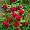 Rose Plant Seeds & Cuttings - Grow Your Own Beautiful Roses for Garden & Indoors - Image 1
