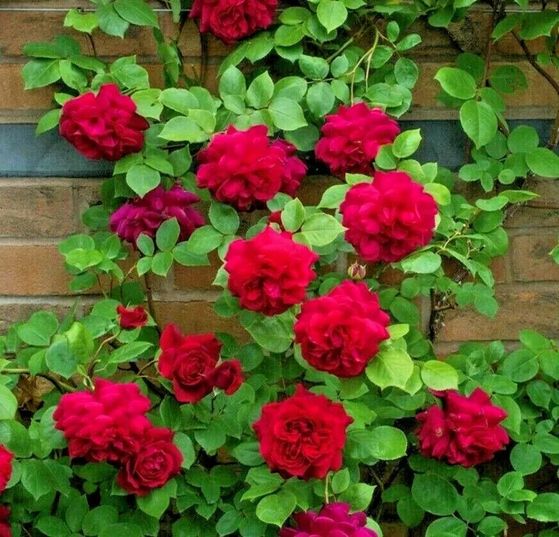 Rose Plant Seeds & Cuttings - Grow Your Own Beautiful Roses for Garden & Indoors Rose Plant Seeds & Cuttings - Grow Your Own Beautiful Roses for Garden & Indoors - Image 1