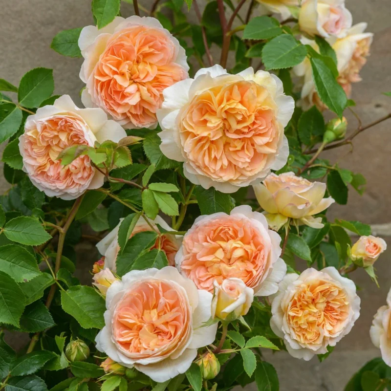 Rose Seeds & Cuttings - Grow Your Own Beautiful Rose Plants Rose Seeds & Cuttings - Grow Your Own Beautiful Rose Plants - Image 2