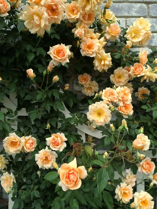 Rose Seeds & Cuttings - Grow Your Own Beautiful Rose Plants Rose Seeds & Cuttings - Grow Your Own Beautiful Rose Plants - Image 3