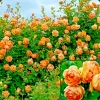 Rose Seeds & Cuttings - Grow Your Own Beautiful Rose Plants - Image 1