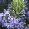 Rosemary Herb Seeds - 50+ NON-GMO Heirloom Seeds for Outdoor Planting Rosemary Herb Seeds - 50+ NON-GMO Heirloom Seeds for Outdoor Planting - Image 1