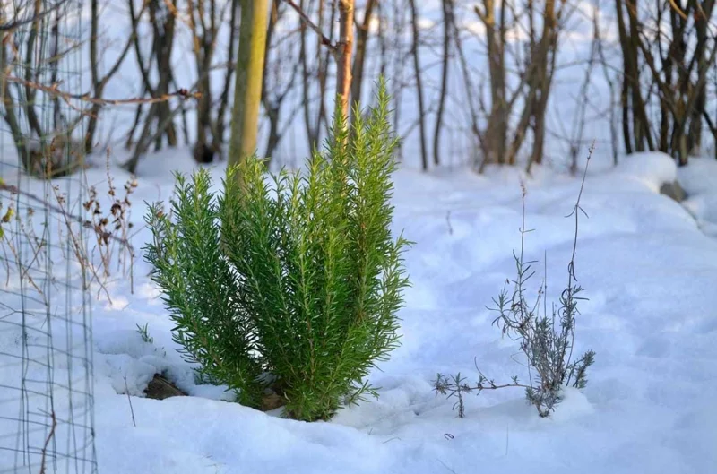 Rosemary Live Plant – 10-inch Tall Culinary Herb in 4-inch Pot – Outdoor - Image 1