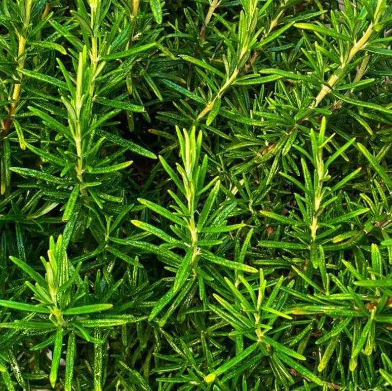 Rosemary Live Plant – 12-inch Tall – 4-inch Pot – Aromatic Culinary Herb - Image 2