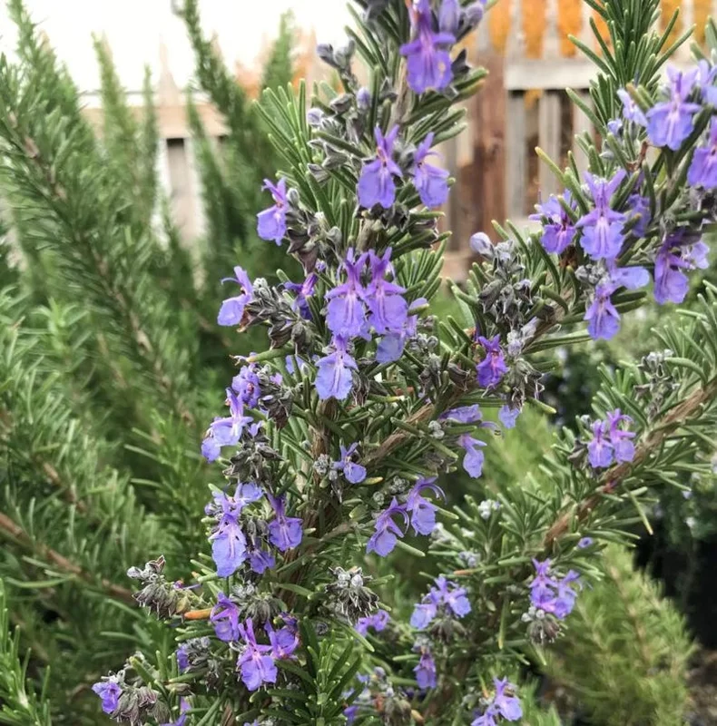 Rosemary Live Plant – 12-inch Tall – 4-inch Pot – Aromatic Culinary Herb - Image 1