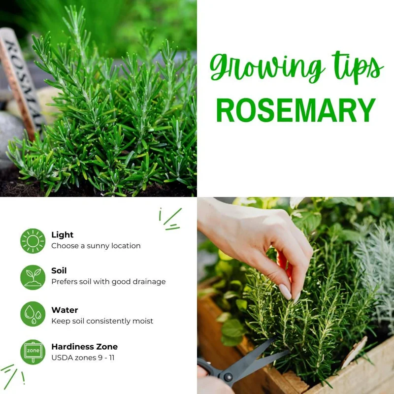 Rosemary Live Plant, 2-3 Inch Tall, Fragrant Herb for Patio & Garden - Image 2
