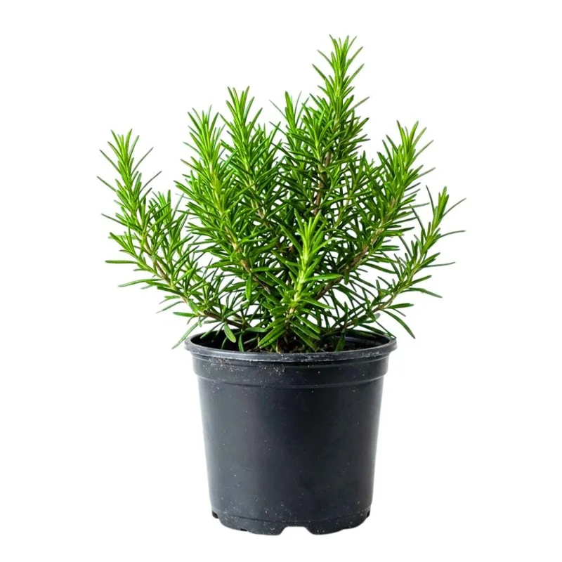 Rosemary Live Plant, 2-3 Inch Tall, Fragrant Herb for Patio & Garden - Image 1