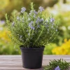 Rosemary Live Plant – 2-Pack, 2-3 Inch Tall, 4 Inch Pot – Indoor & Outdoor Herb - Image 1