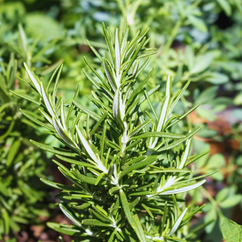 Rosemary Live Plant – 2-Pack, 4 Inch Potted – Fresh Culinary Herb Rosemary Live Plant – 2-Pack, 4 Inch Potted – Fresh Culinary Herb - Image 2