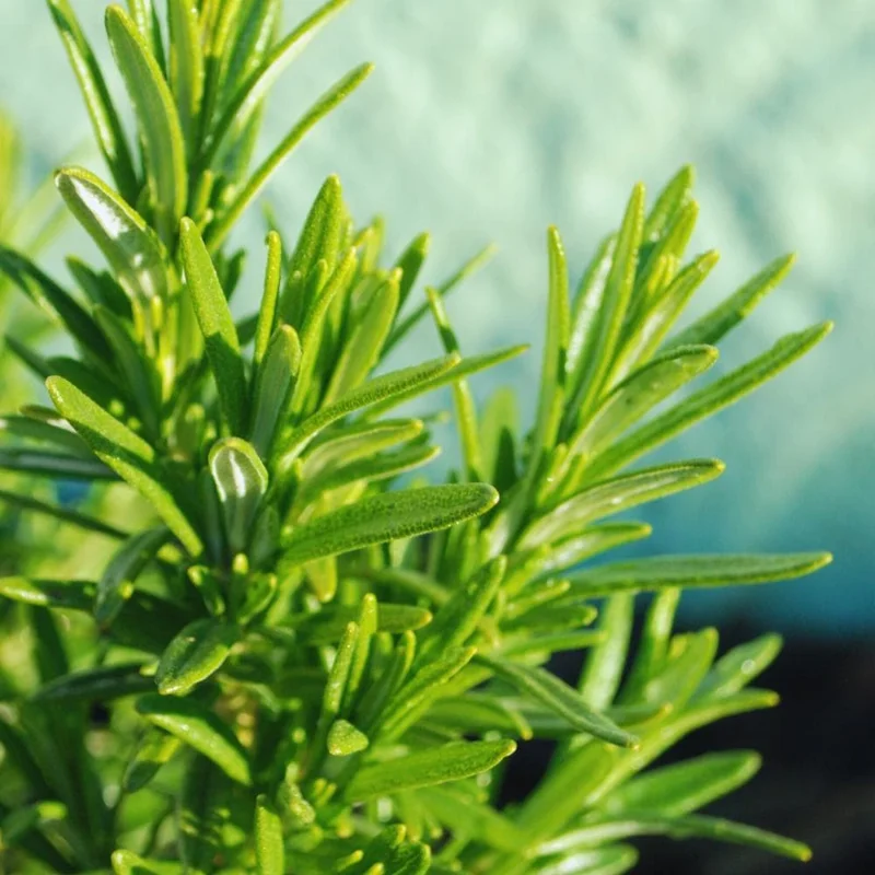 Rosemary Live Plant – 2-Pack, 4 Inch Potted – Fresh Culinary Herb Rosemary Live Plant – 2-Pack, 4 Inch Potted – Fresh Culinary Herb - Image 3