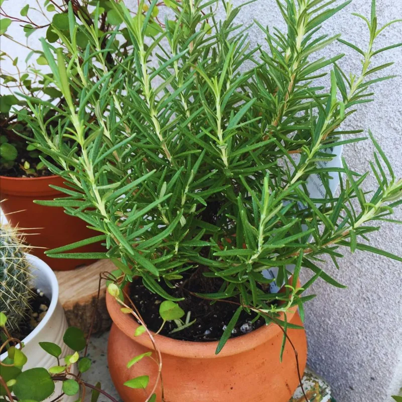 Rosemary Live Plant – 2-Pack, 4 Inch Potted – Fresh Culinary Herb Rosemary Live Plant – 2-Pack, 4 Inch Potted – Fresh Culinary Herb - Image 4