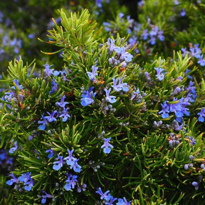 Rosemary Live Plant – 2-Pack, 4 Inch Potted – Fresh Culinary Herb Rosemary Live Plant – 2-Pack, 4 Inch Potted – Fresh Culinary Herb - Image 1