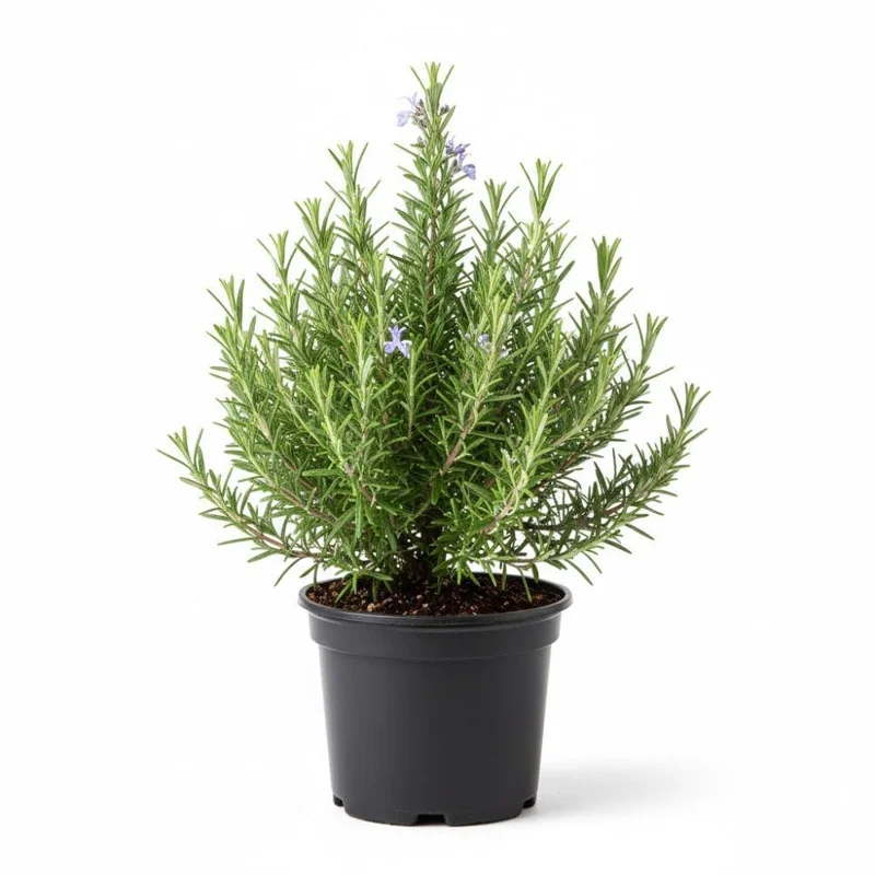Rosemary Live Plant 3-5 Inch Tall - Culinary Herb for Indoor & Outdoor Rosemary Live Plant 3-5 Inch Tall - Culinary Herb for Indoor & Outdoor - Image 2