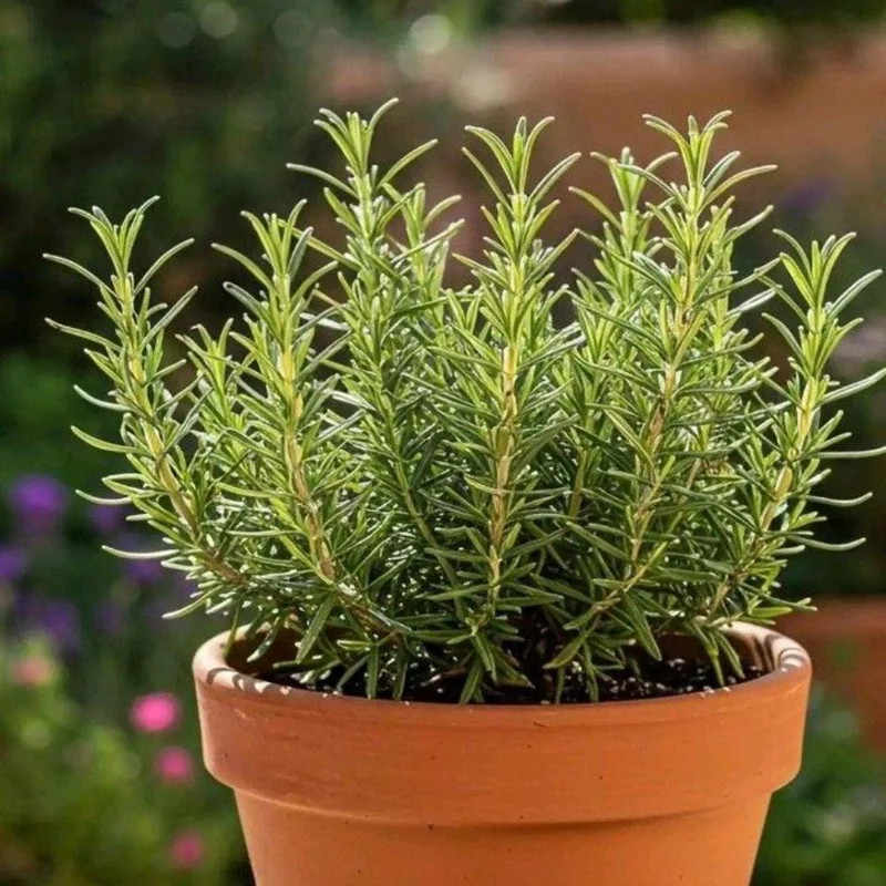 Rosemary Live Plant 3-5 Inch Tall - Culinary Herb for Indoor & Outdoor Rosemary Live Plant 3-5 Inch Tall - Culinary Herb for Indoor & Outdoor - Image 3