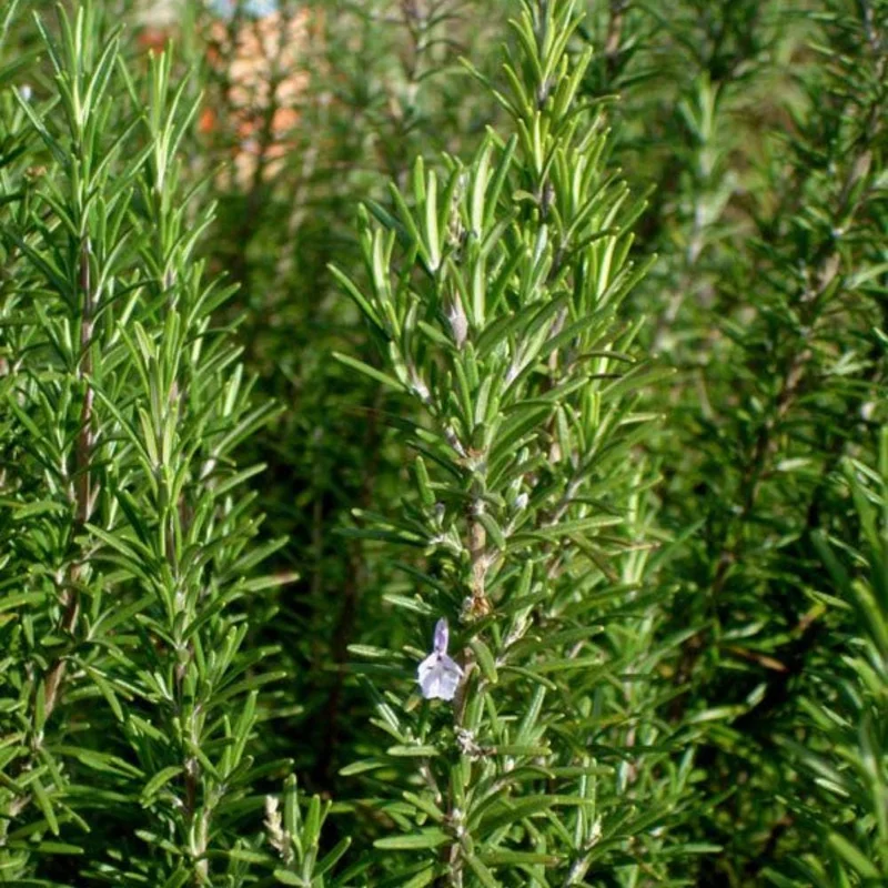 Rosemary Live Plant 3-5 Inch Tall - Culinary Herb for Indoor & Outdoor Rosemary Live Plant 3-5 Inch Tall - Culinary Herb for Indoor & Outdoor - Image 4
