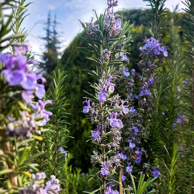 Rosemary Live Plant 3-5 Inch Tall - Culinary Herb for Indoor & Outdoor Rosemary Live Plant 3-5 Inch Tall - Culinary Herb for Indoor & Outdoor - Image 5