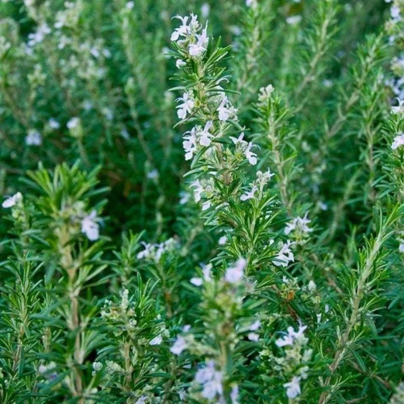 Rosemary Live Plant 3-5 Inch Tall - Culinary Herb for Indoor & Outdoor Rosemary Live Plant 3-5 Inch Tall - Culinary Herb for Indoor & Outdoor - Image 6