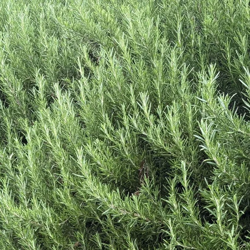 Rosemary Live Plant 3-5 Inch Tall - Culinary Herb for Indoor & Outdoor Rosemary Live Plant 3-5 Inch Tall - Culinary Herb for Indoor & Outdoor - Image 7