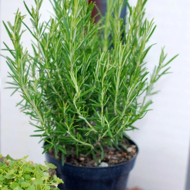 Rosemary Live Plant 3-5 Inch Tall - Culinary Herb for Indoor & Outdoor Rosemary Live Plant 3-5 Inch Tall - Culinary Herb for Indoor & Outdoor - Image 8