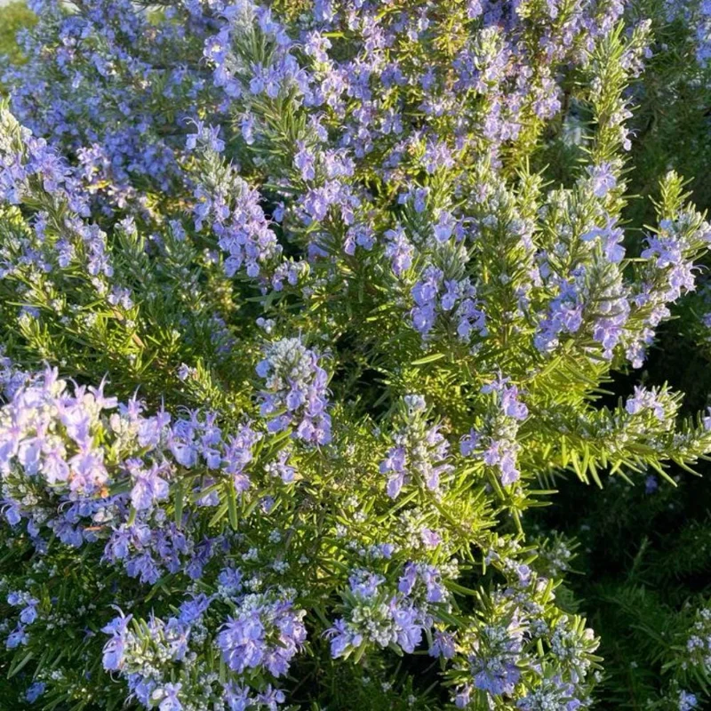 Rosemary Live Plant 3-5 Inch Tall - Culinary Herb for Indoor & Outdoor Rosemary Live Plant 3-5 Inch Tall - Culinary Herb for Indoor & Outdoor - Image 9
