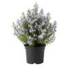 Rosemary Live Plant 3-5 Inch Tall - Culinary Herb for Indoor & Outdoor Rosemary Live Plant 3-5 Inch Tall - Culinary Herb for Indoor & Outdoor - Image 1
