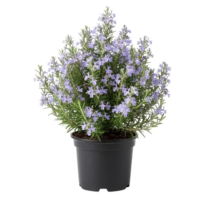 Rosemary Live Plant 3-5 Inch Tall - Culinary Herb for Indoor & Outdoor Rosemary Live Plant 3-5 Inch Tall - Culinary Herb for Indoor & Outdoor - Image 1