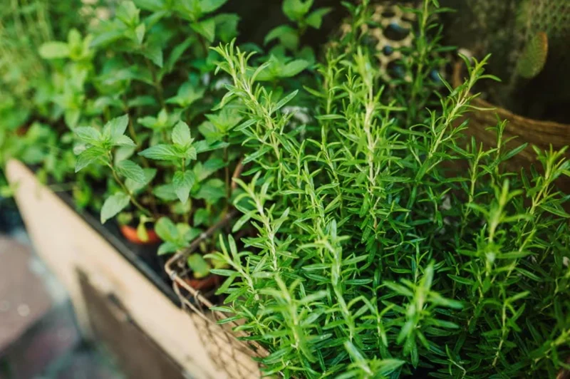 Rosemary Live Plant – 4 Inch Pot – Aromatic Herb Seedling for Indoor/Outdoor Rosemary Live Plant – 4 Inch Pot – Aromatic Herb Seedling for Indoor/Outdoor - Image 2