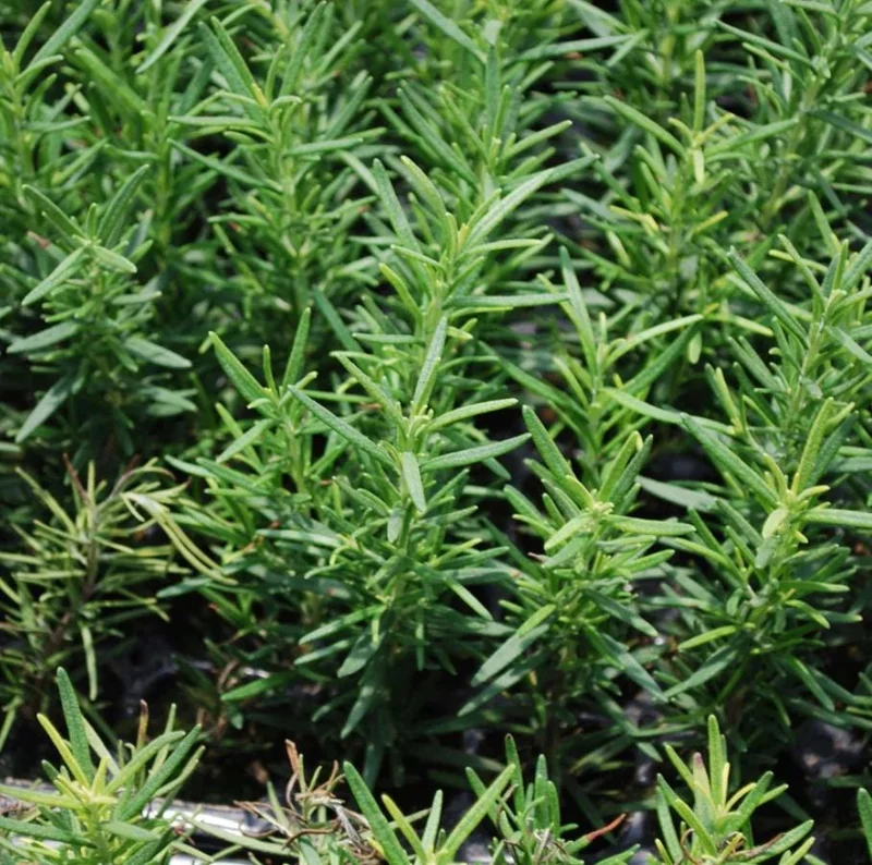 Rosemary Live Plant – 4 Inch Pot – Aromatic Herb Seedling for Indoor/Outdoor Rosemary Live Plant – 4 Inch Pot – Aromatic Herb Seedling for Indoor/Outdoor - Image 3