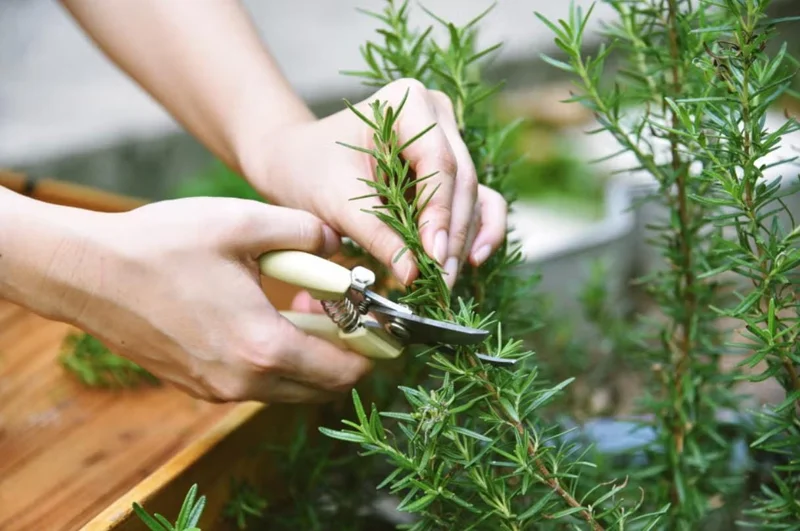 Rosemary Live Plant – 4 Inch Pot – Aromatic Herb Seedling for Indoor/Outdoor Rosemary Live Plant – 4 Inch Pot – Aromatic Herb Seedling for Indoor/Outdoor - Image 4
