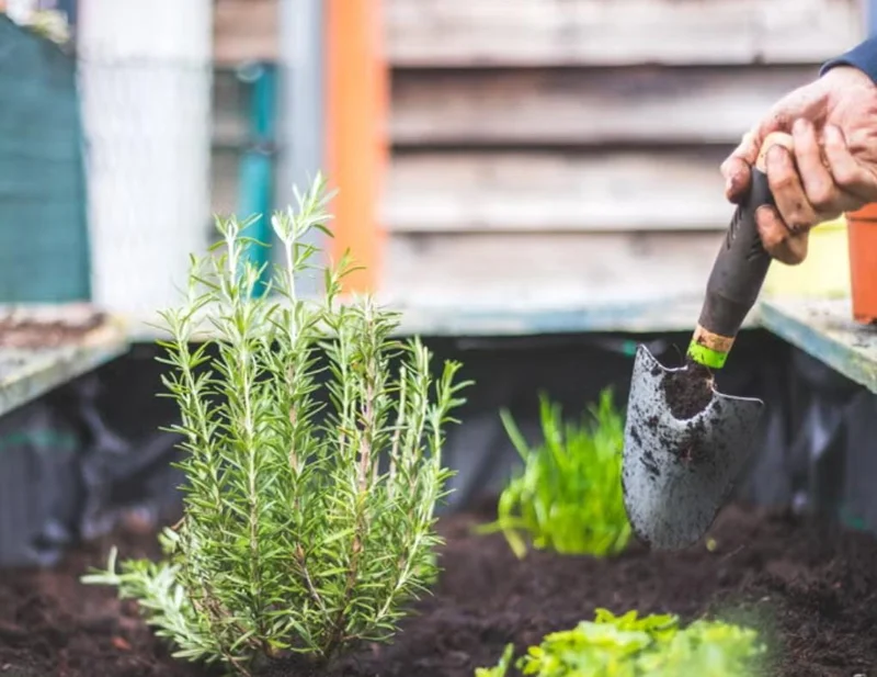 Rosemary Live Plant – 4 Inch Pot – Aromatic Herb Seedling for Indoor/Outdoor Rosemary Live Plant – 4 Inch Pot – Aromatic Herb Seedling for Indoor/Outdoor - Image 5