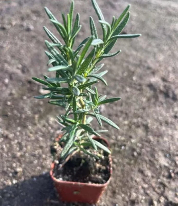 Rosemary Live Plant – 4 Inch Pot – Aromatic Herb Seedling for Indoor/Outdoor Rosemary Live Plant – 4 Inch Pot – Aromatic Herb Seedling for Indoor/Outdoor - Image 6