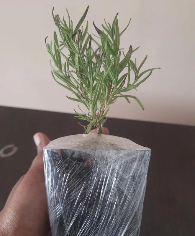 Rosemary Live Plant – 4 Inch Pot – Aromatic Herb Seedling for Indoor/Outdoor Rosemary Live Plant – 4 Inch Pot – Aromatic Herb Seedling for Indoor/Outdoor - Image 7