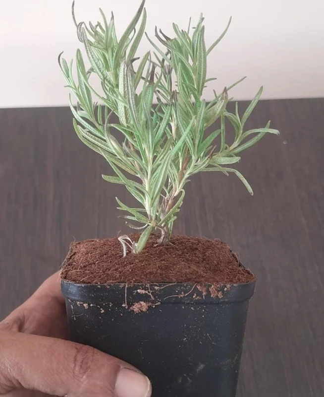 Rosemary Live Plant – 4 Inch Pot – Aromatic Herb Seedling for Indoor/Outdoor Rosemary Live Plant – 4 Inch Pot – Aromatic Herb Seedling for Indoor/Outdoor - Image 8
