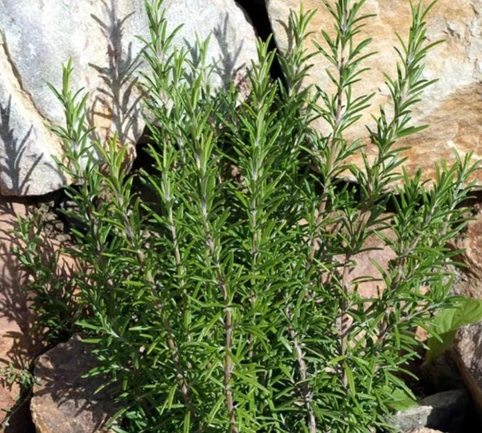 Rosemary Live Plant – 8-inch Tall Culinary Herb – Outdoor Garden & Patio - Image 2