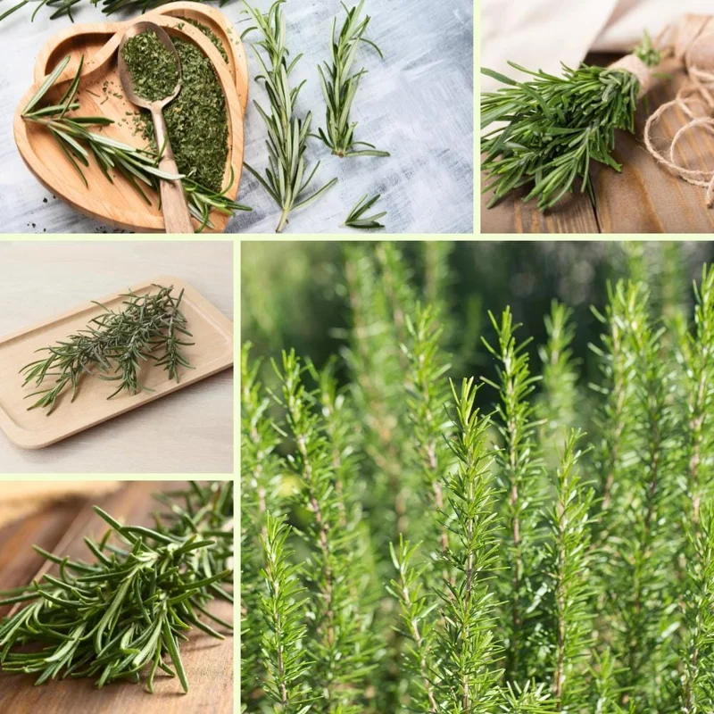 Rosemary Live Plant – Fragrant Herb – 4 Inch Pot – Indoor/Outdoor - Image 2