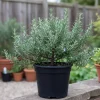 Rosemary Live Plant – Fragrant Herb – 4 Inch Pot – Indoor/Outdoor - Image 1