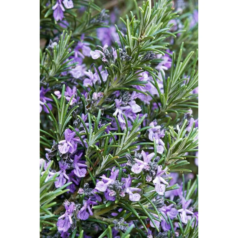 Rosemary Live Plant – Perennial Herb for Garden in 4 inch Pot Rosemary Live Plant – Perennial Herb for Garden in 4 inch Pot - Image 3