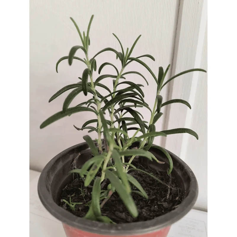 Rosemary Live Plant – Perennial Herb for Garden in 4 inch Pot Rosemary Live Plant – Perennial Herb for Garden in 4 inch Pot - Image 6