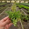 Rosy Maidenhair Fern Live Plant – Adiantum raddianum – 2 Inch Pot – Indoor Houseplant - Image 1