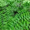 Royal Fern Spores (Osmunda Regalis) - 1000 Count Seeds, Hardy to USDA Zone 3 - Image 1