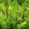 Royal Fern Spores (Osmunda Regalis) 1000 Seed Pack - Hardy Zone 3-9 Outdoor - Image 1
