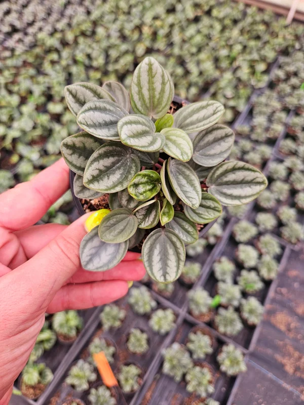 Royal Princess Peperomia Live Plant – 4 Inch Pot – Tropical Houseplant - Image 2