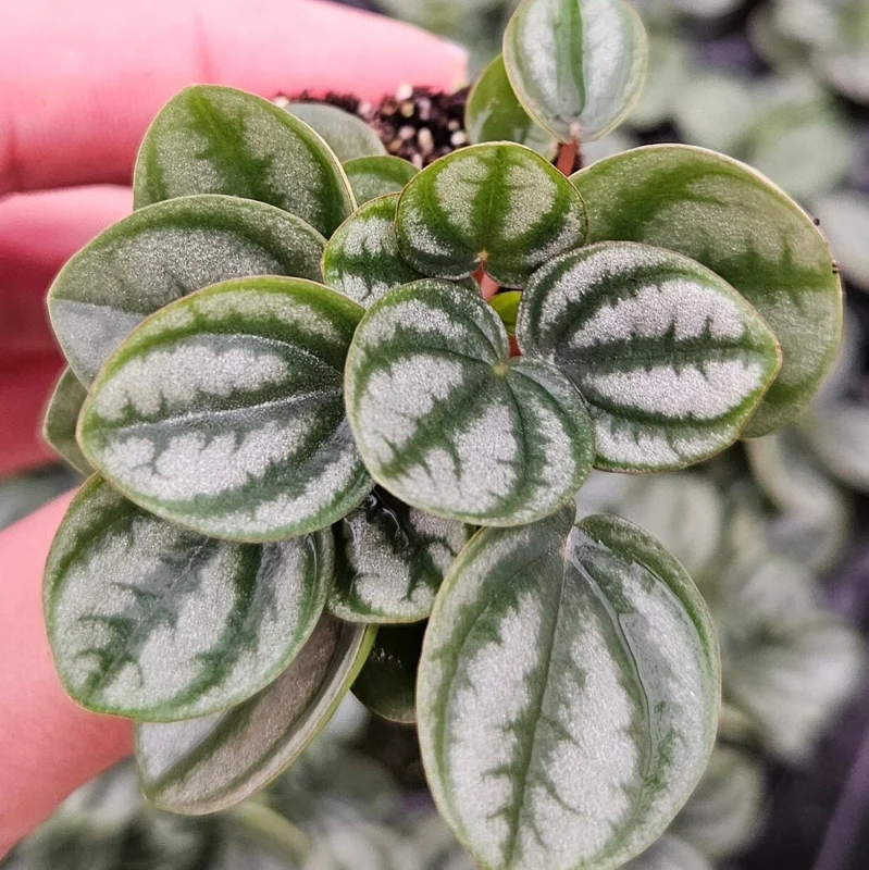 Royal Princess Peperomia Live Plant – 4 Inch Pot – Tropical Houseplant - Image 1