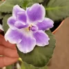 RS Ariel African Violet Live Plant – 4 Inch Pot Starter – Indoor Houseplant - Image 1