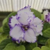 RS Serpentine African Violet Live Plant - 4 Inch Pot - Indoor Houseplant - Image 1
