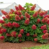 Ruby Slipper Hydrangea Live Plant - Compact Oakleaf Hydrangea, 4 inch Pot, 1 Year Old, Outdoor Shrub Ruby Slipper Hydrangea Live Plant - Compact Oakleaf Hydrangea, 4 inch Pot, 1 Year Old, Outdoor Shrub - Image 1